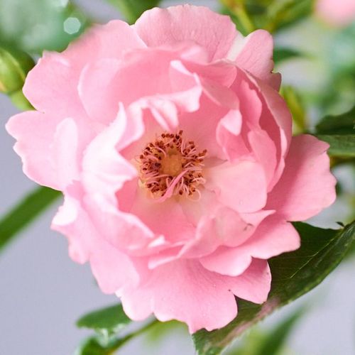 Hellrosa - bodendecker rosen
